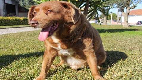 تراجع بصره وضعفت قدراته.. أكبر كلب بالعالم يحتفل بعيد ميلاده