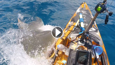 مشهد لا يمكن وصفه.. سمكة قرش تهاجم صيادا وتقضم قاربه