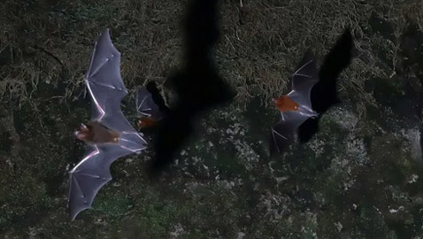 كهف مريب يعج بالخفافيش.. يهدد العالم بوباء جديد آت!