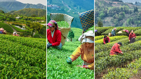 صور: زوروا أجمل 3 وجهات سياحية آسيوية للاستمتاع بمذاق الشاي