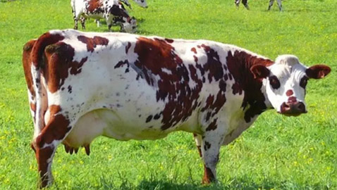 رغم قيمتها كثروة لا مثيل لها.. أبقار فرنسا تهدد الكوكب