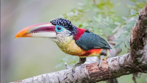 10 من أغرب الطيور التي تعرفها من قبل!