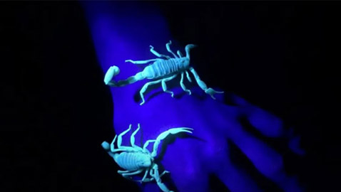 لماذا تتوهج العقارب في الظلام ؟
