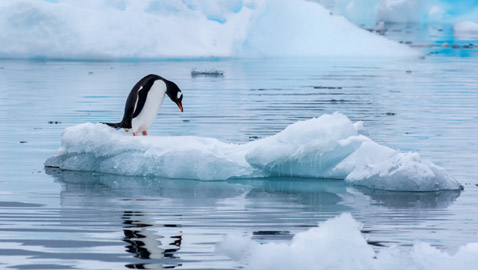الجليد قد يختفي!.. علماء يحذرون من 