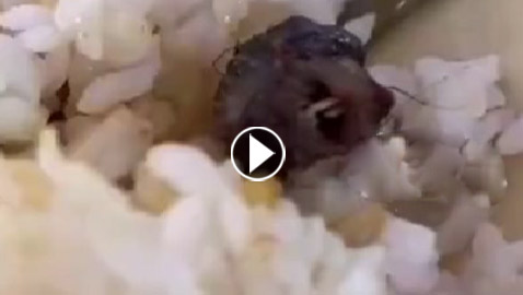 فأر أم بطة.. طالب صيني يكتشف 