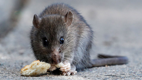 الجرذان تغزو مدينة باريس الفرنسية.. ورئيس البلدية: تعايشوا معها!