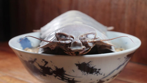 صور.. مطعم تايواني يقدم أطباقه مع مخلوق بحري مخيف