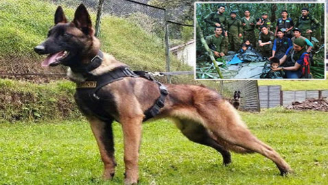 ساهم بإيجاد أطفال الأدغال واختفى.. هل تتكرر المعجزة ويظهر الكلب البطل؟