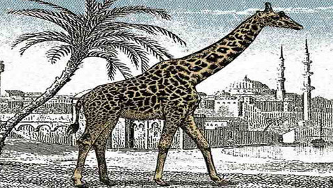 لأصحاب النظر الحاد.. أمامكم 5 ثوان للعثور على الزرافة الثانية