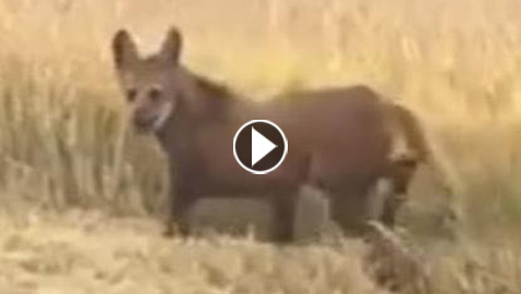 فيديو وصور حيوان غريب مفترس على حدود سوريا والعراق ويحصد ملايين المشاهدات!