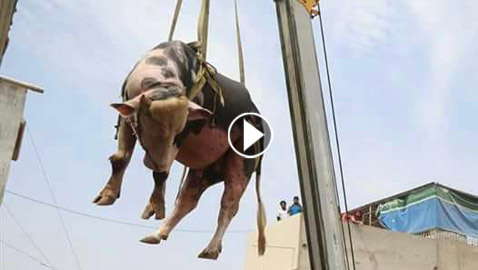 الباكستان: إنزال أبقار من سطوح المنازل بواسطة رافعات قبل عيد الأضحى.. فيديو