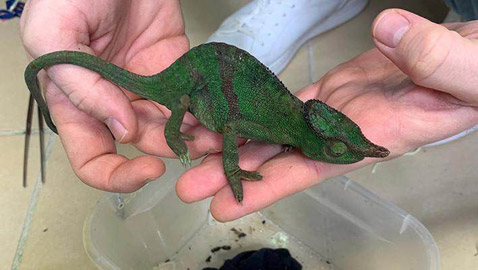 اعتقال راكب يسافر على طائرة بـ85 إبو بريص وثعبانين وعقربين! ما السبب؟