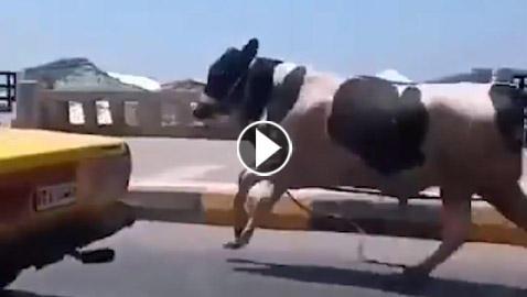 فيديو العيد.. العجول الهاربة من سكين الجزار تشعل الإنترنت