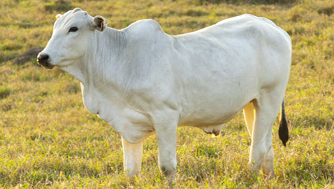 صور: هذه البقرة هي الأغلى في العالم.. سعرها تخطى 4 ملايين دولار!