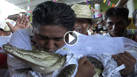 فيديو وصور: زواج رئيس بلدية بالمكسيك من أنثى تمساح!