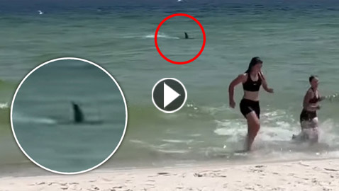 بالفيديو: سمكة قرش 