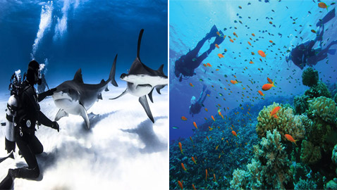 مواقع شهيرة للغوص الترفيهي والاحترافي.. رحلة ممتعة تحت الماء