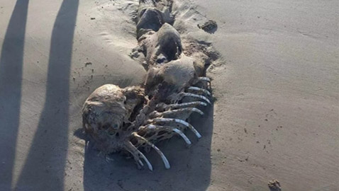 جثة على شواطئ أستراليا تثير الجدل حول 