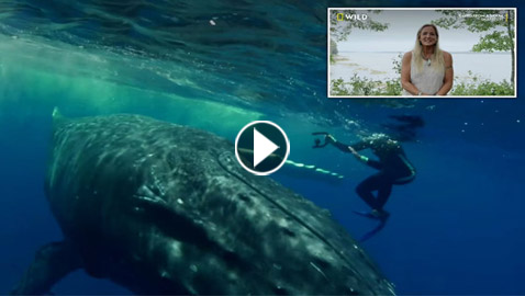 فيديو لحوت أحدب (50 ألف رطل) ينقذ عالمة أحياء من هجوم سمكة قرش