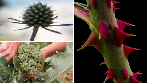 سموم، مواد كيميائية وخناجر! تقنيات مذهلة تدافع بها النباتات عن نفسها