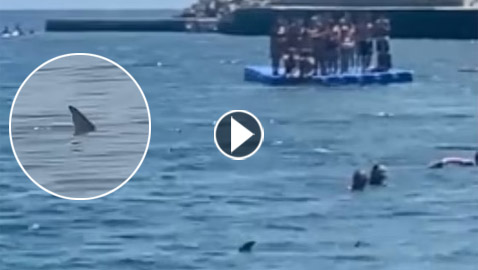 وسط صراخ ورعب.. أسماك قرش زرقاء تفاجئ المصطافين بشاطئ إسباني