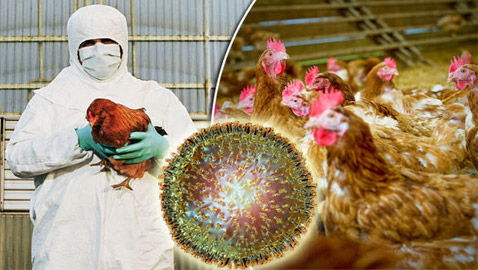 شبح الإنفلونزا والخوف يعود.. آلاف الطيور تنفق وسط حسرة قلب حراسهم