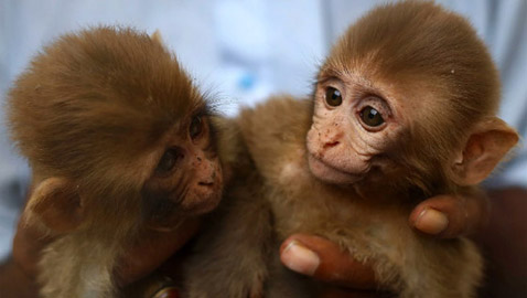 قرد صغير يثير الفوضى في محكمة باكستانية