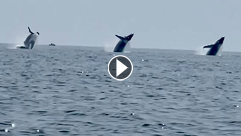 مشهد نادر لـ3 حيتان حدباء تؤدي 