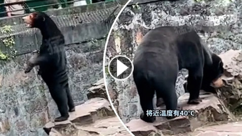 فيديو: دب شبيه بالإنسان يثير جدلا بالصين.. هل تستخدم الحديقة بشر متنكرين؟