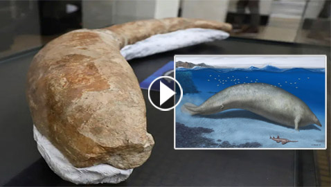 حوت من فجر التاريخ.. العثور على أضخم مخلوق عرفته الأرض! فيديو