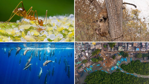 صور: جوائز مسابقة تصوير بالهند تسرد قصصا مؤثرة عن الحياة البرية