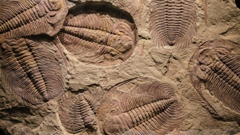 مصر: العثور على بقايا حوت صغير من الثدييات المائية المنقرضة