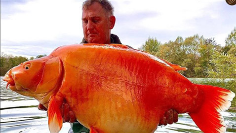 أكبر سمكة ذهبية سناً تدخل سجل غينيس.. كم عمرها؟