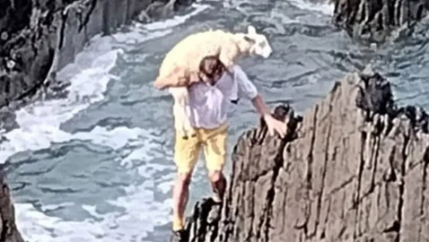 رجل شجاع بقلب رحيم يخاطر بحياته لإنقاذ خروف! صور