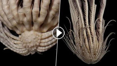 20 ذراع من الريش! العلماء يتعرفون على حيوان بحري لأول مرة (فيديو)