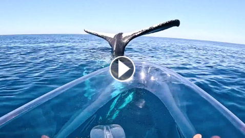 مشهد غريب وسط المحيط.. حوت يقف على رأسه بلا حركة! فيديو وصور