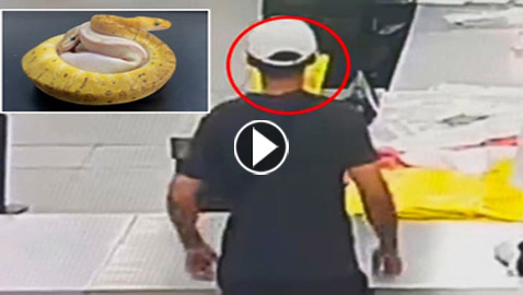 فيديو: مسافر صيني عثروا في جيوبه على 14 ثعبانا!