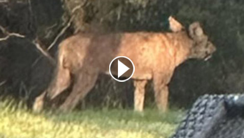 فيديو لحيوان غريب الشكل وغامض يحير المسؤولين في تكساس الأمريكية