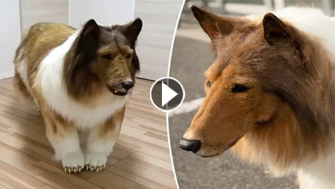 فيديو: رد فعل مفاجئ لعائلة الياباني الذي تحول لكلب!
