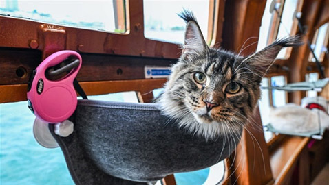 القطط المدللة تحصل على رحلات بحرية في سنغافورة