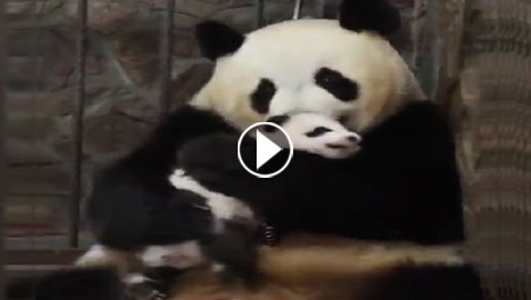 مشهد مؤثر يأسر القلب.. أنثى باندا تحتضن صغيرها بعد العلاج