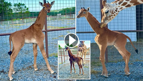 ولادة زرافة فريدة بأمريكا.. لا تملك جلدا مرقعا، والحديقة تطلق مسابقة لتسميتها