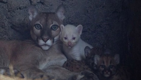 أنثى أسد أمريكي تلد شبلاً أمهق نادراً