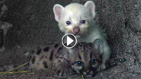 ولادة نادرة.. فيديو وصور لحيوان 