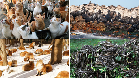 بينها من يمنع دخول البشر لخطورتها.. 6 جزر حول العالم تحكمها الحيوانات