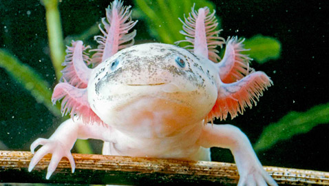 أكثر 10 حيوانات غريبة تثير اهتمام العلماء