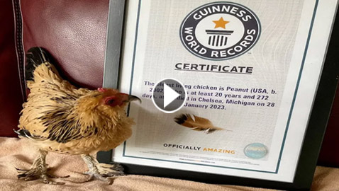 فيديو: أكبر دجاجة بالعالم تثير الدهشة.. تشاهد التلفاز وتفطر زبادي بالتوت!