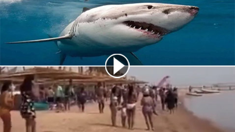 فيديو: سمكة قرش تهاجم فتاة مصرية في دهب.. بتر ذراعها بالكامل وحالتها خطيرة!