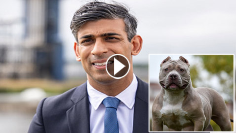 منع شراء الكلاب الأمريكية.. فيديو غريب لرئيس وزراء بريطانيا
