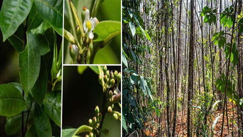 رصد شجرة في البرازيل كان يُعتقد أنها انقرضت منذ 185 عاما! صور